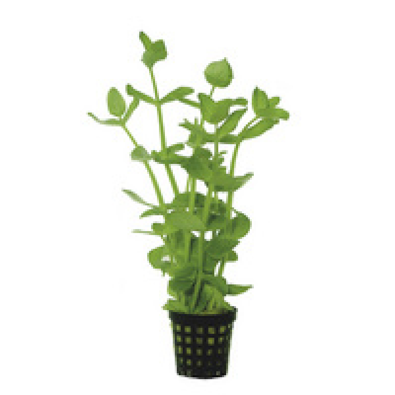 6x Bacopa Monnieri